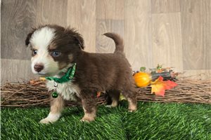 Chief - Miniature Australian Shepherd for sale