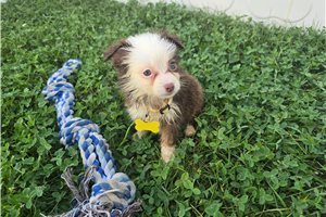 Bessie - Miniature Australian Shepherd for sale