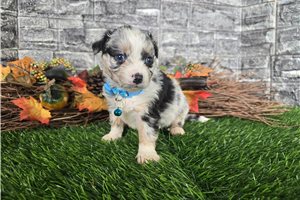 Issac - Miniature Australian Shepherd for sale