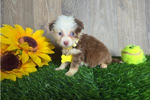 Bessie - Miniature Australian Shepherd for sale