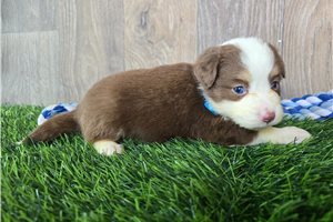 Draco - Miniature Australian Shepherd for sale
