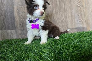 Hazel - Miniature Australian Shepherd for sale