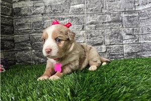 Gianna - Miniature Australian Shepherd for sale