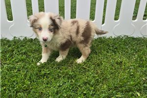 Barry - Miniature Australian Shepherd for sale