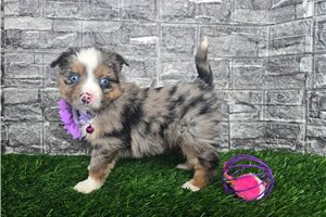 Casey - Miniature Australian Shepherd for sale