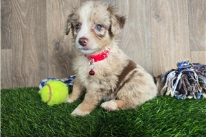 Konner - Miniature Australian Shepherd for sale