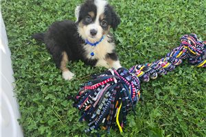 Brandon - Miniature Australian Shepherd for sale
