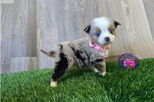 Gretal - Miniature Australian Shepherd for sale