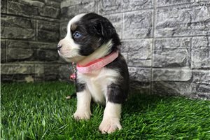 Goldie - Miniature Australian Shepherd for sale