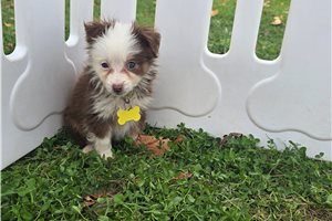 Bessie - Miniature Australian Shepherd for sale