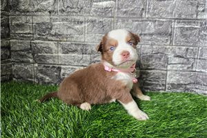 Genie - Miniature Australian Shepherd for sale