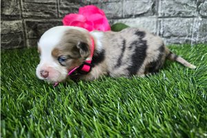 Gretal - puppy for sale