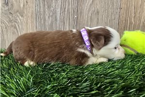 Bella - Miniature Australian Shepherd for sale