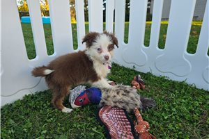 Bella - Miniature Australian Shepherd for sale