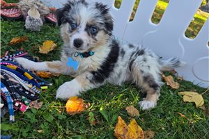 Issac - Miniature Australian Shepherd for sale