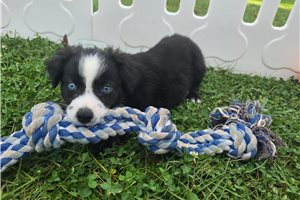 Kaleb - Miniature Australian Shepherd for sale