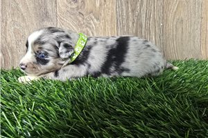 Indiana - Miniature Australian Shepherd for sale