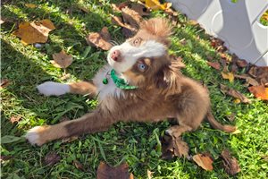 Chief - Miniature Australian Shepherd for sale
