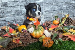 Cory - Miniature Australian Shepherd for sale