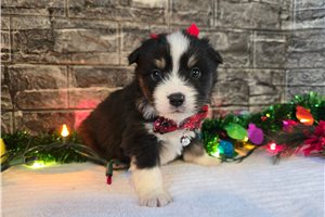 Arlo - Miniature Australian Shepherd for sale