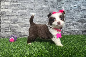 Hazel - Miniature Australian Shepherd for sale