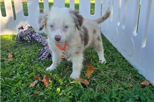 Bart - Miniature Australian Shepherd for sale