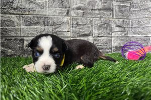 Georgia - Miniature Australian Shepherd for sale