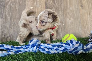 Konner - Miniature Australian Shepherd for sale