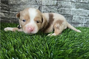 Gwendolyn - puppy for sale