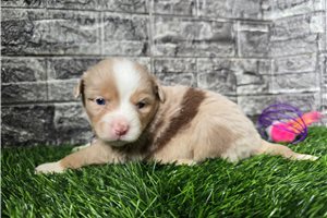 Gwendolyn - Miniature Australian Shepherd for sale