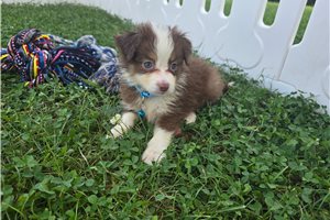 Draco - Miniature Australian Shepherd for sale