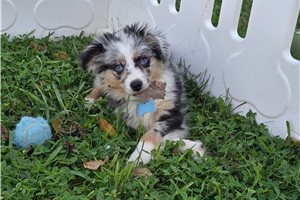 Issac - Miniature Australian Shepherd for sale