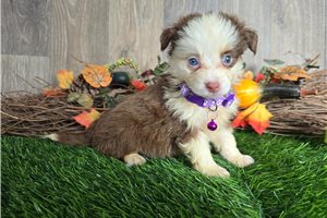 Bella - Miniature Australian Shepherd for sale