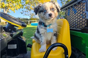 Issac - Miniature Australian Shepherd for sale