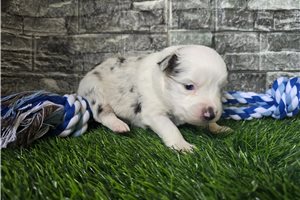 Heath - puppy for sale