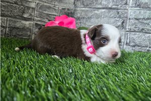 Hazel - Miniature Australian Shepherd for sale
