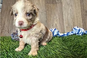 Konner - Miniature Australian Shepherd for sale