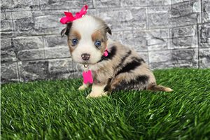 Gretal - Miniature Australian Shepherd for sale