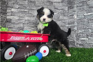 Clement - Miniature Australian Shepherd for sale