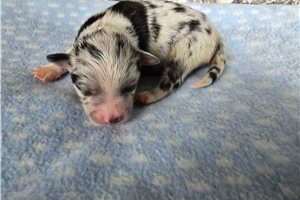 Issac - puppy for sale