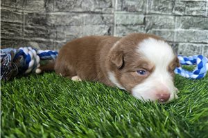 Gentry - puppy for sale