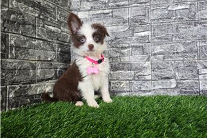 Hazel - puppy for sale