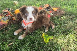 Kole - puppy for sale