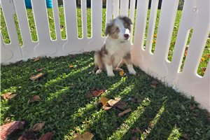 Barry - Miniature Australian Shepherd for sale