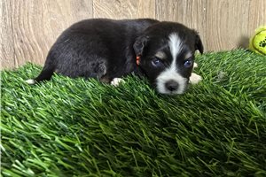 Cory - Miniature Australian Shepherd for sale