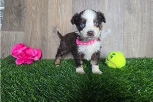 Kaitlin - Miniature Australian Shepherd for sale