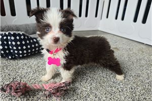 Hazel - Miniature Australian Shepherd for sale