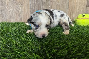 Issac - Miniature Australian Shepherd for sale