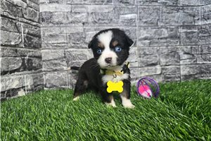 Georgia - Miniature Australian Shepherd for sale