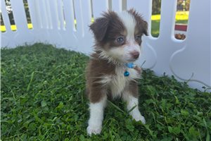 Draco - puppy for sale